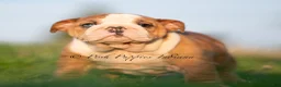 English Bulldog dogs for sale: Mable AKC - Ad 2