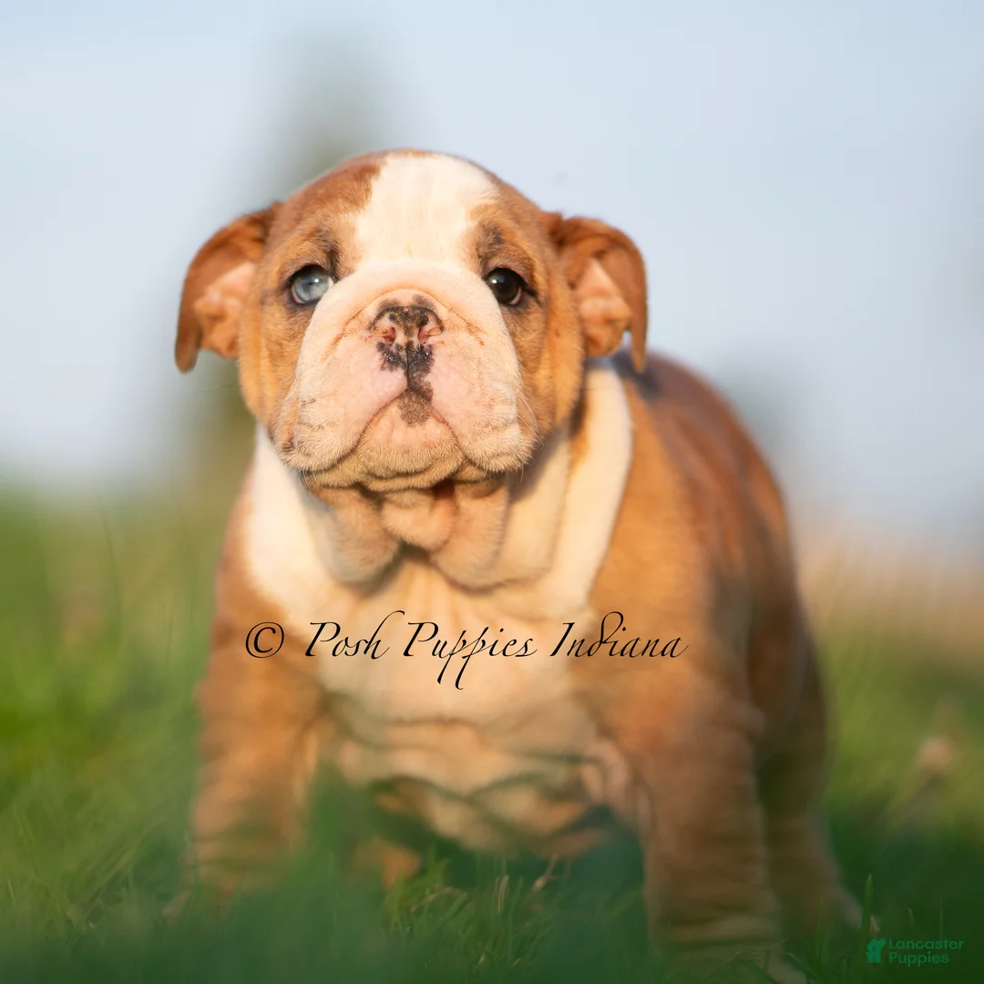 English Bulldog dogs for sale: Mable AKC - Ad 2