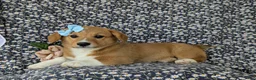Welsh Corgi Pembroke dogs for sale: Maxie AKC Registered - Ad 6