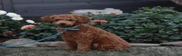 Cavapoo dogs for sale: Sophie  - Ad 8