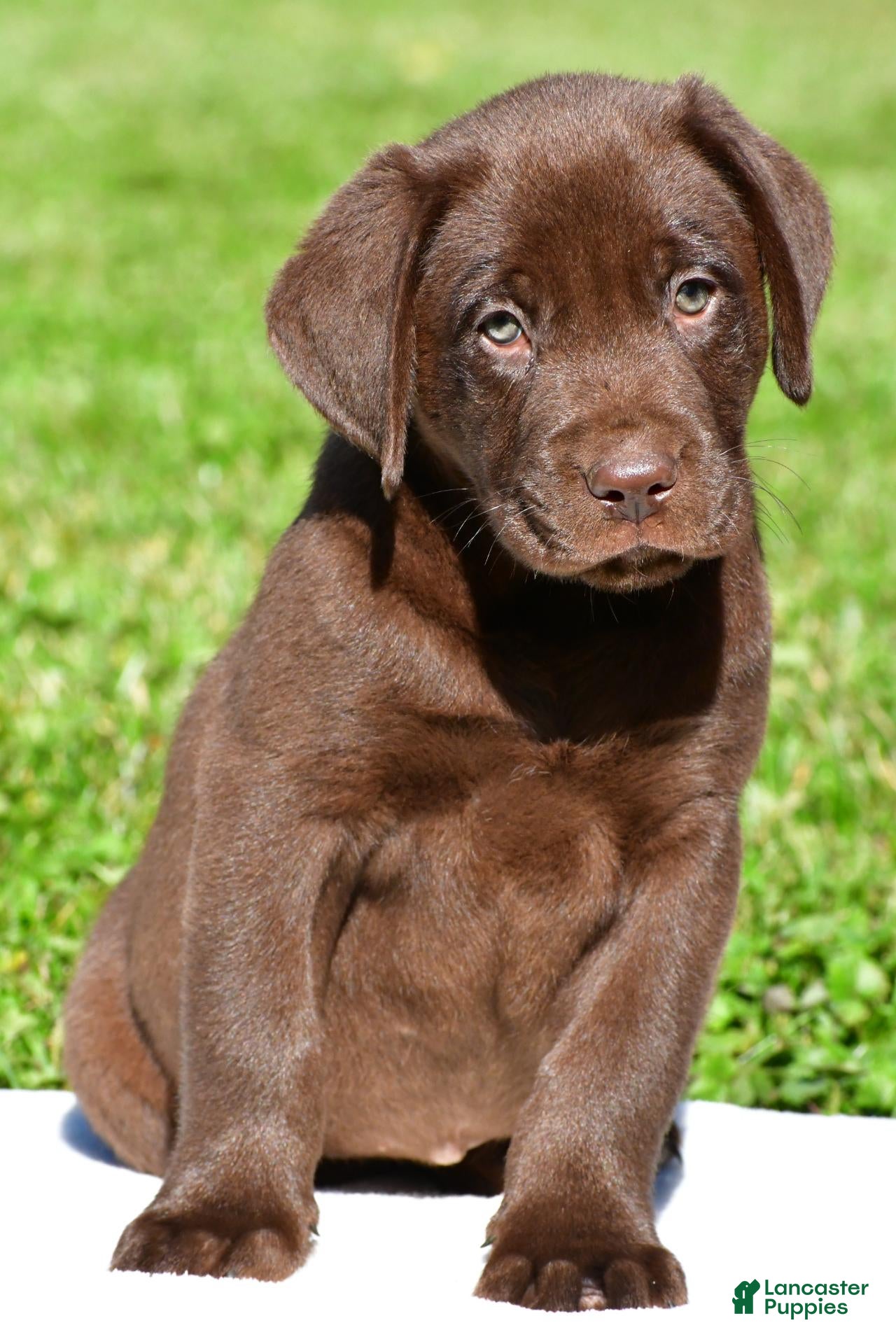 Jackson (Labrador, Male) in Millersburg, OH