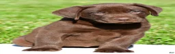 Labrador Retriever dogs for sale: Jackson - Ad 1