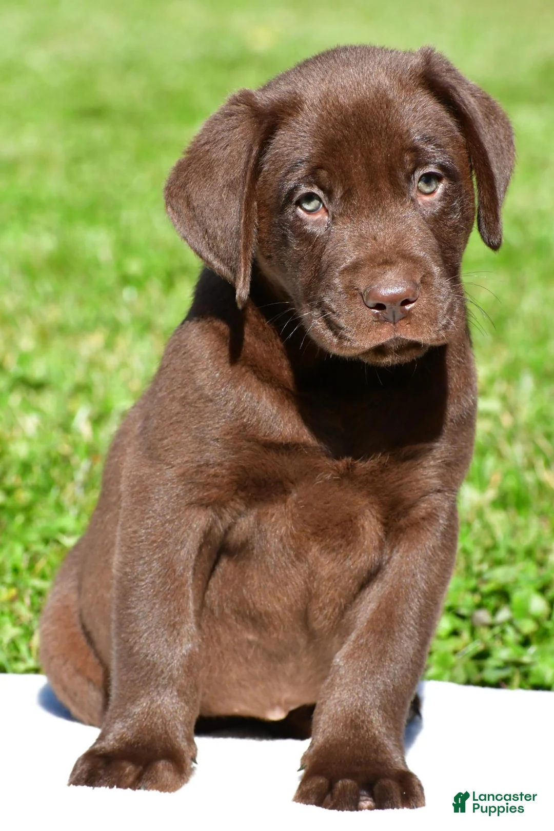 Labrador Retriever dogs for sale: Jackson - Ad 1