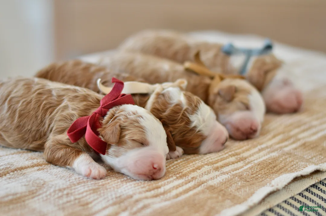 Goldendoodle dogs for sale: Basil - Ad 6