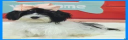 Morkie dogs for sale: Harmony - Ad 1