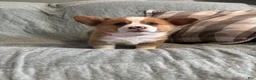 Welsh Corgi Pembroke dogs for sale: Welsh Corgi Pembroke 1 - Ad 3