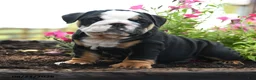 English Bulldog dogs for sale: Nicky - Ad 3