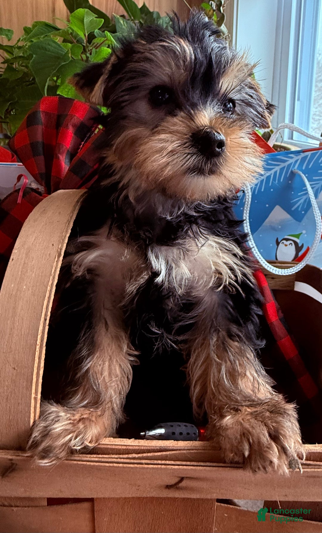 Yorkiepoo dogs for sale: Yorkiepoo Puppy 1 wilson - Ad 4