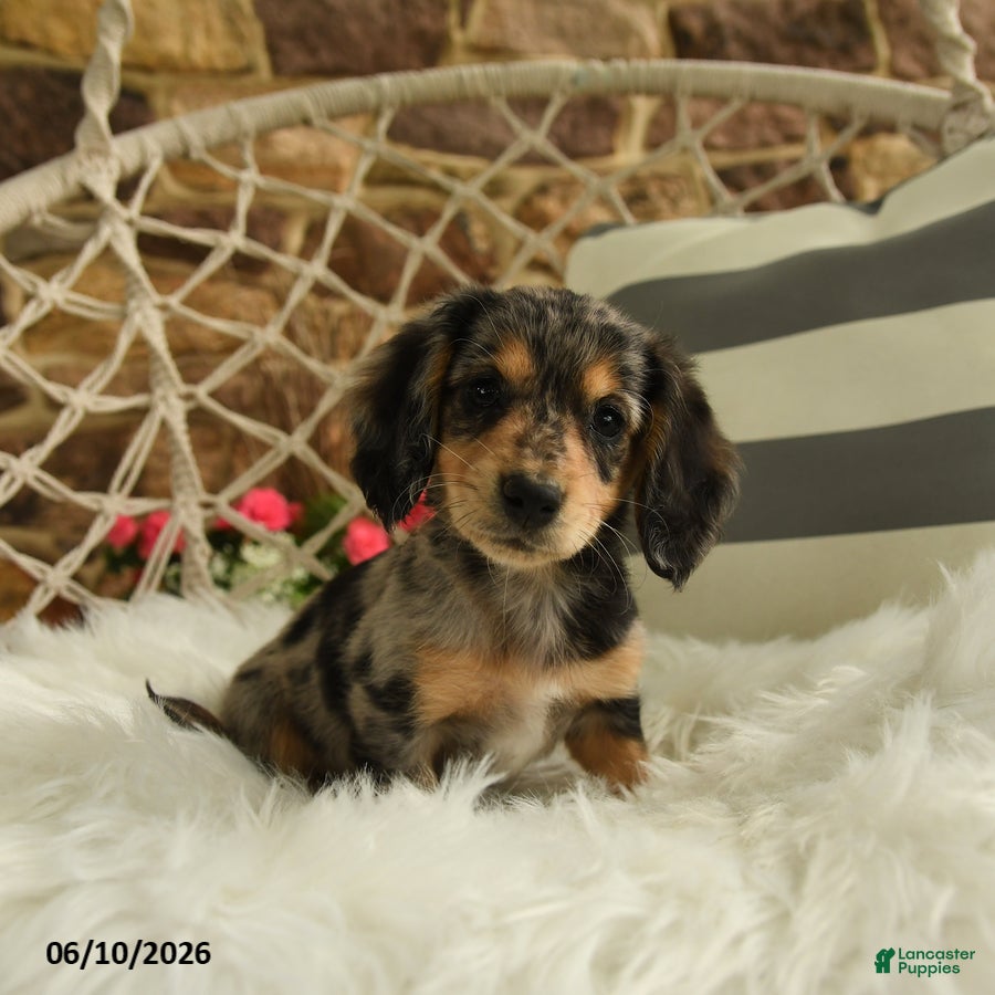 Dachshund dogs Juliet - Ad 1