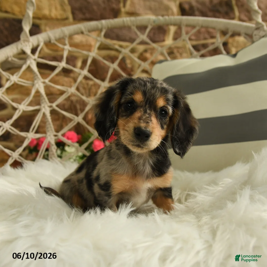 Dachshund dogs for sale: Juliet - Ad 1