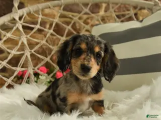Dachshund dogs for sale: Juliet - Ad 2