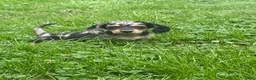 Miniature Dachshund dogs for sale: Jade - Ad 4