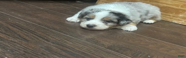 Australian Shepherd Puppy 3