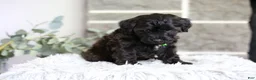 Yorkiepoo dogs for sale: Charlie  - Ad 9