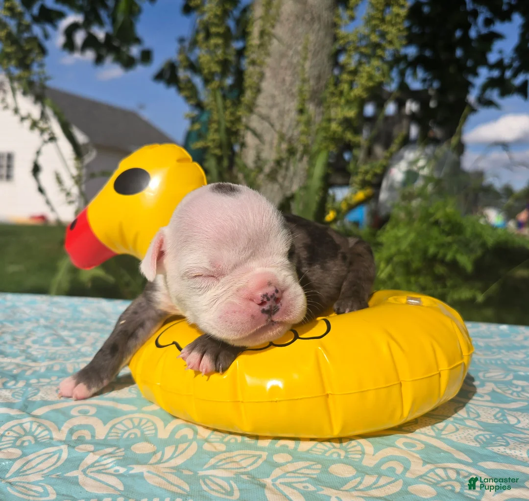 Olde English Bulldogge dogs for sale: Rocky - Ad 5
