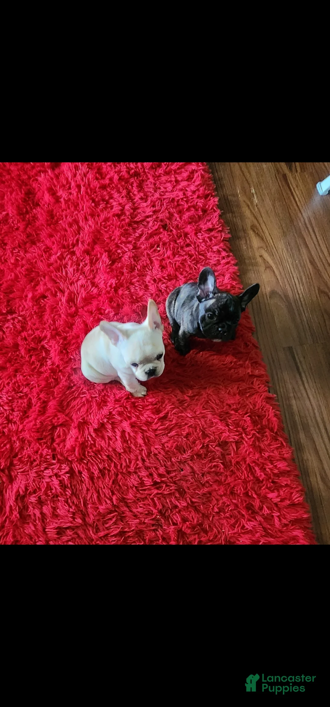 French Bulldog dogs for sale: French Bulldog Puppy 1 - Ad 2
