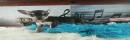 Chihuahua dogs for sale: Haleys blk and tan tiny boy. Hand Delivery  - Ad 10