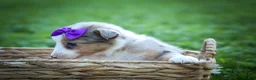 Mixed Breed dogs for sale: Gloria🩷  - Ad 18