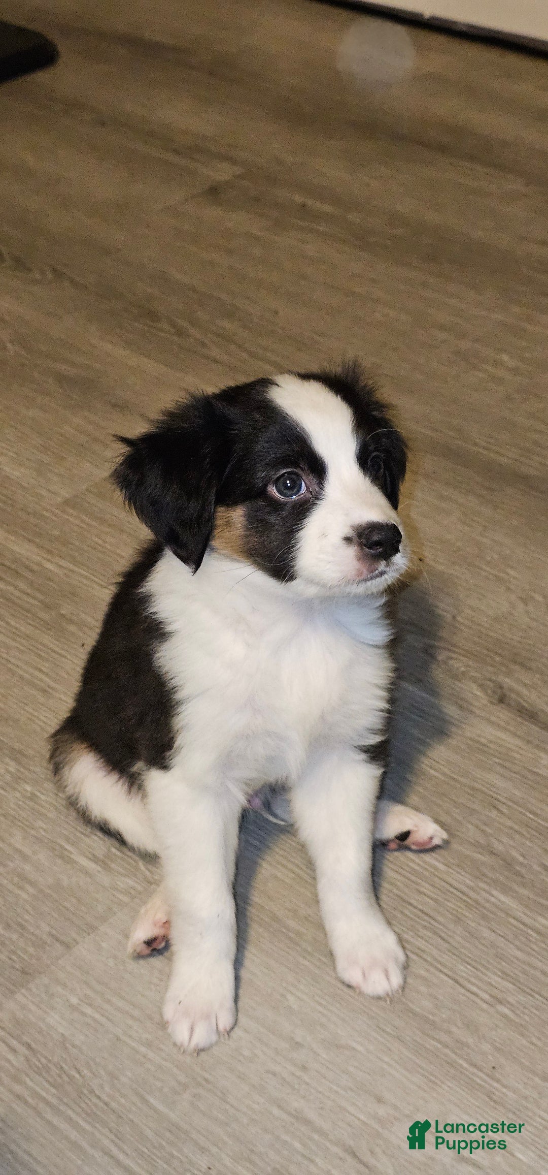 Mini Aussiedoodle dogs for sale: Mini Aussiedoodle Puppy 2 - Ad 3