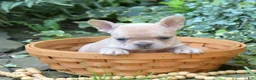 French Bulldog dogs for sale: Autumn - Ad 6