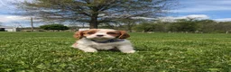Cavalier King Charles Spaniel dogs for sale: Kliff - Ad 7