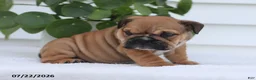 English Bulldog dogs for sale: Chuck - Ad 4