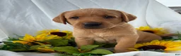 Labrador Retriever dogs for sale: Tippy - Ad 1