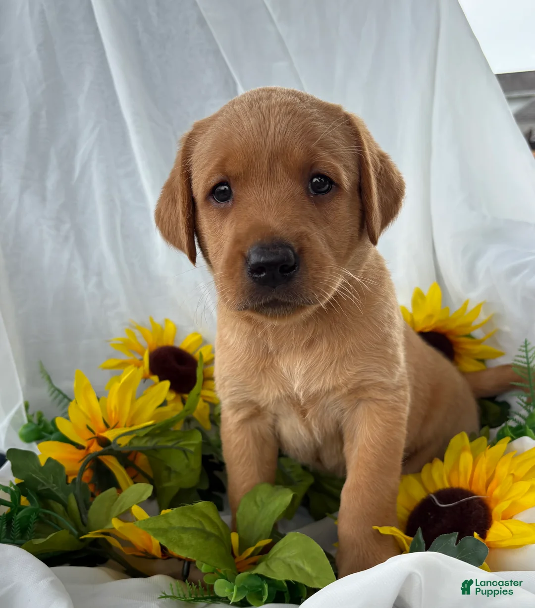 Labrador Retriever dogs for sale: Tippy - Ad 1