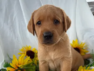 Labrador Retriever dogs Tippy - Ad 23