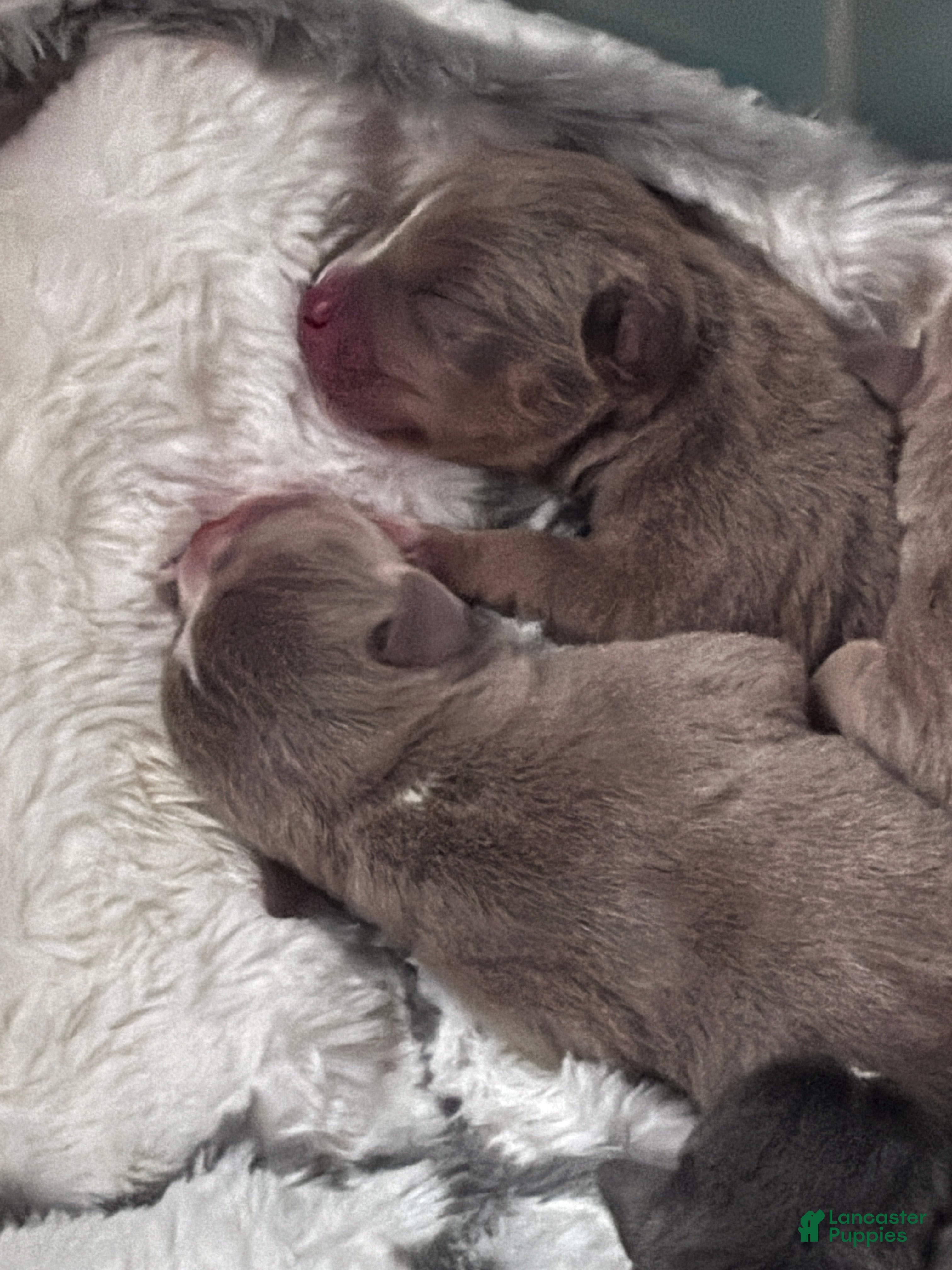 American Bully dogs American Bully Puppy 2 - Ad 15