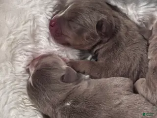 American Bully dogs American Bully Puppy 2 - Ad 15