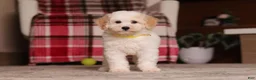 Miniature Poodle dogs for sale: Maisie (AKC) - Ad 6