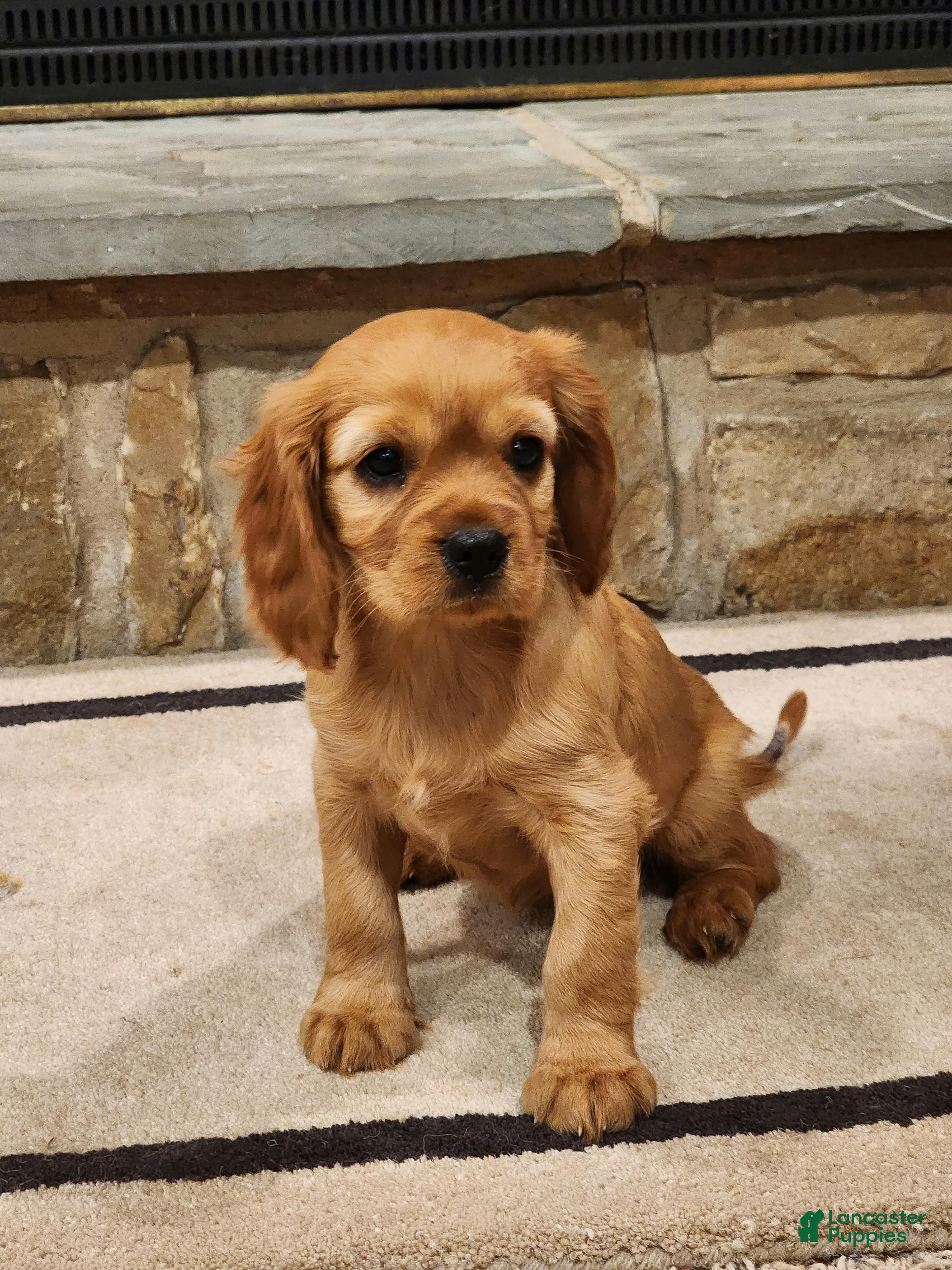 Cavalier King Charles Spaniel dogs for sale: Tracy - Ad 1
