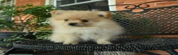 Pomeranian dogs for sale: Snowflake - Ad 3