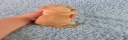Chihuahua dogs for sale: AKC Ralph - Ad 7