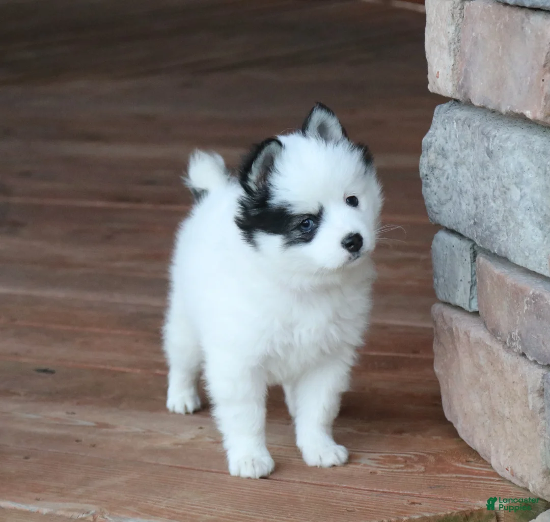 Alaskan Klee Kai dogs for sale: Oreo - Ad 1