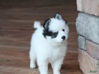 Alaskan Klee Kai dogs for sale: Oreo - Ad 2