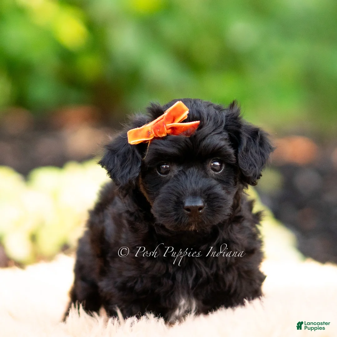 Yorkiepoo dogs for sale: Gus gus - Ad 2