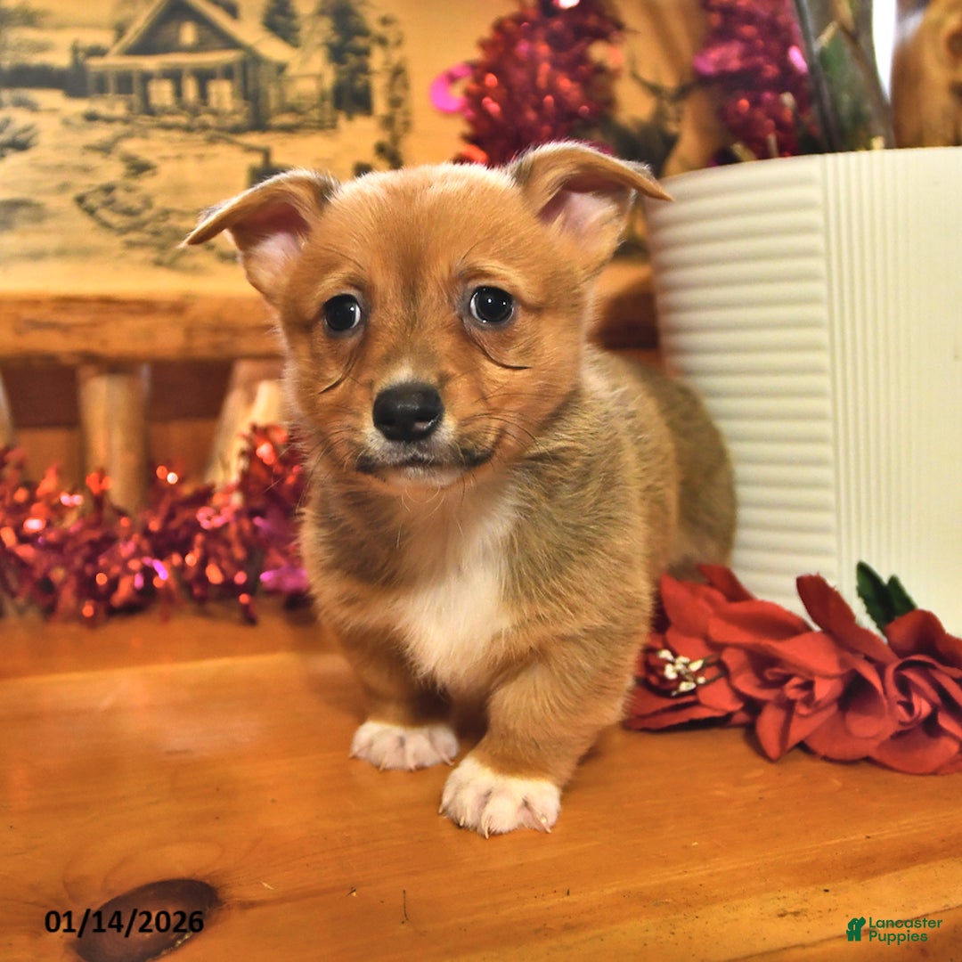 Welsh Corgi Pembroke dogs for sale: Stuart - Ad 3