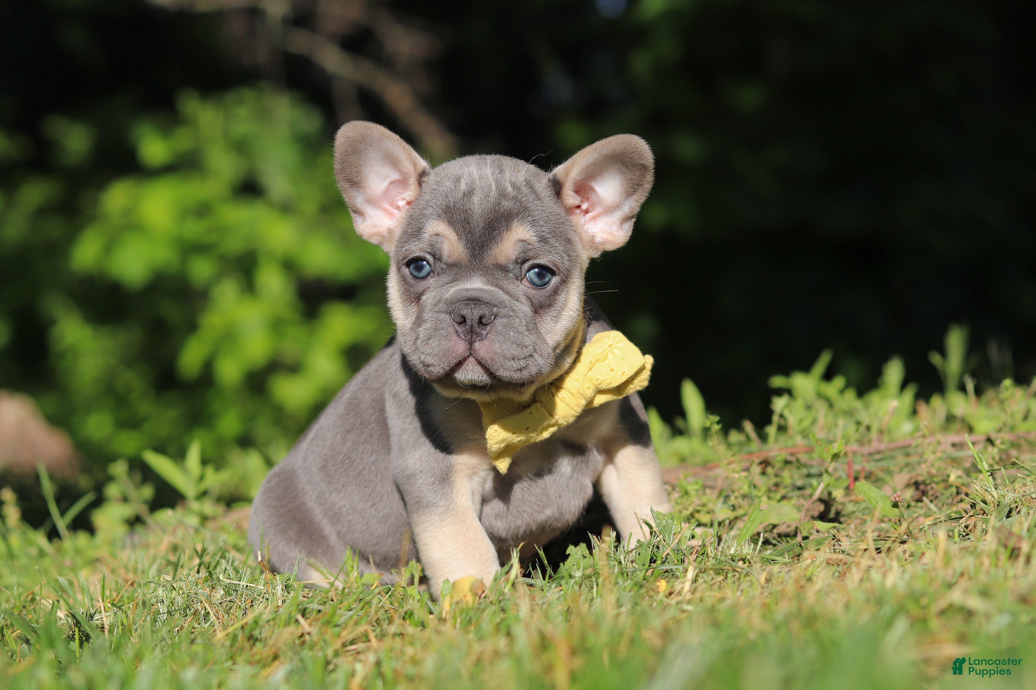 French Bulldog dogs for sale: Pete - Ad 8