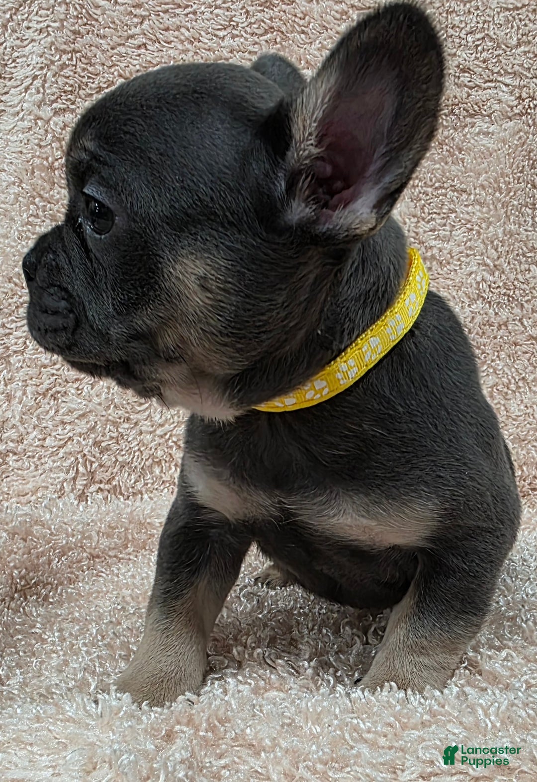 French Bulldog dogs for sale: French Bulldog Puppy 3 - Ad 2