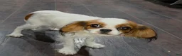 Cavalier King Charles Spaniel dogs for sale: Cavalier King Charles Spaniel 3 - Ad 3