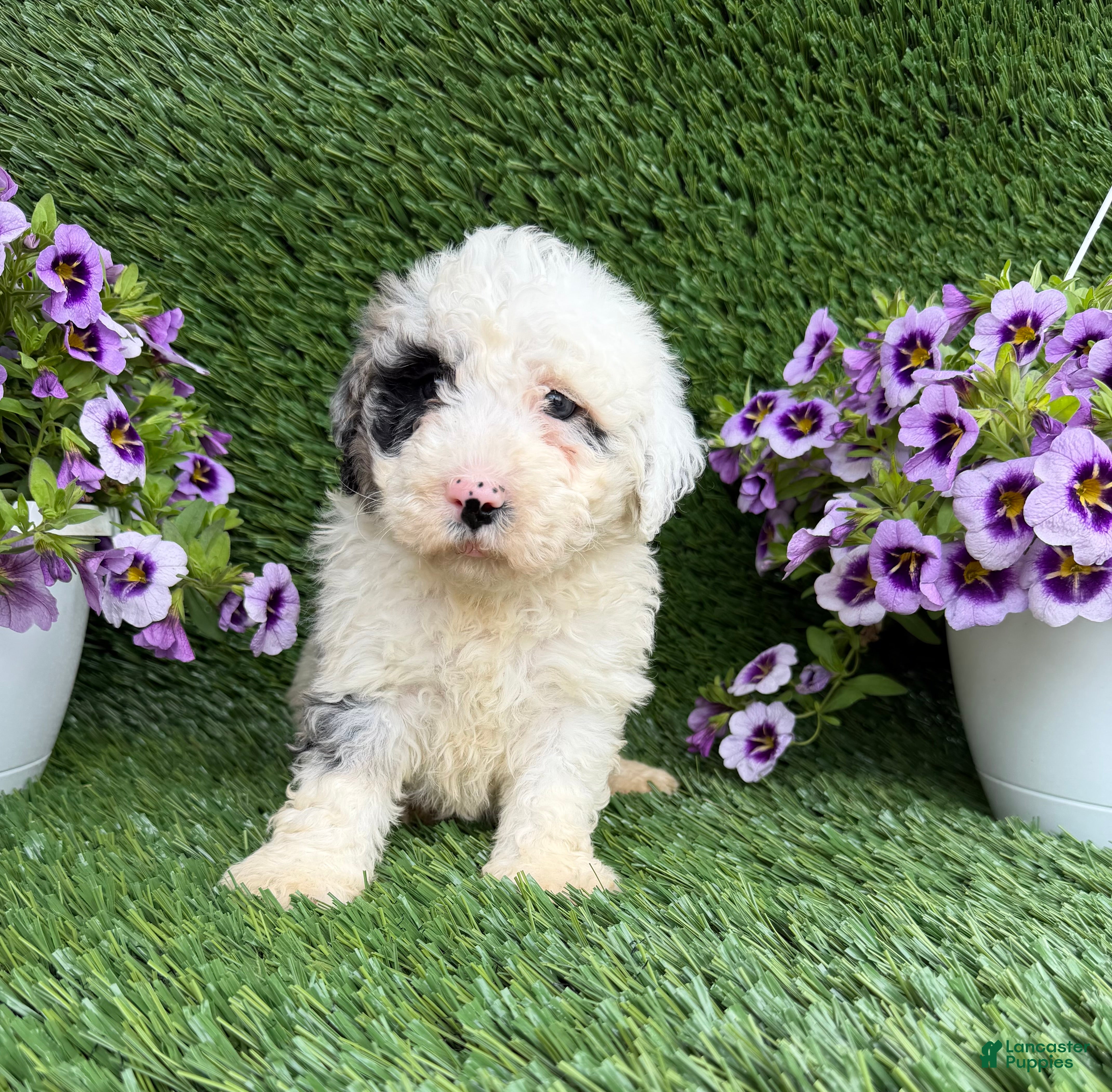 Mixed Breed dogs Bubba - Ad 1