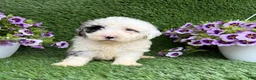 Mixed Breed dogs for sale: Bubba - Ad 1