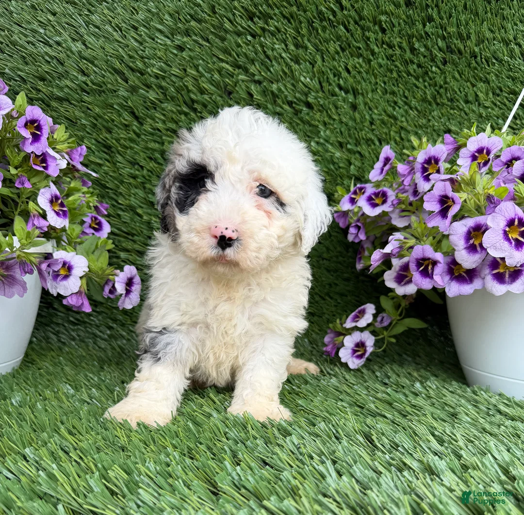 Mixed Breed dogs for sale: Bubba - Ad 1