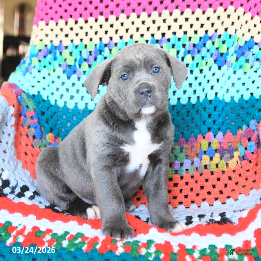 Cane Corso dogs Dolly - Ad 2