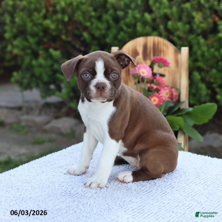 Boston Terrier dogs for sale: Daisy - Ad 3