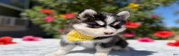 Pomsky dogs for sale: Moon - Ad 10