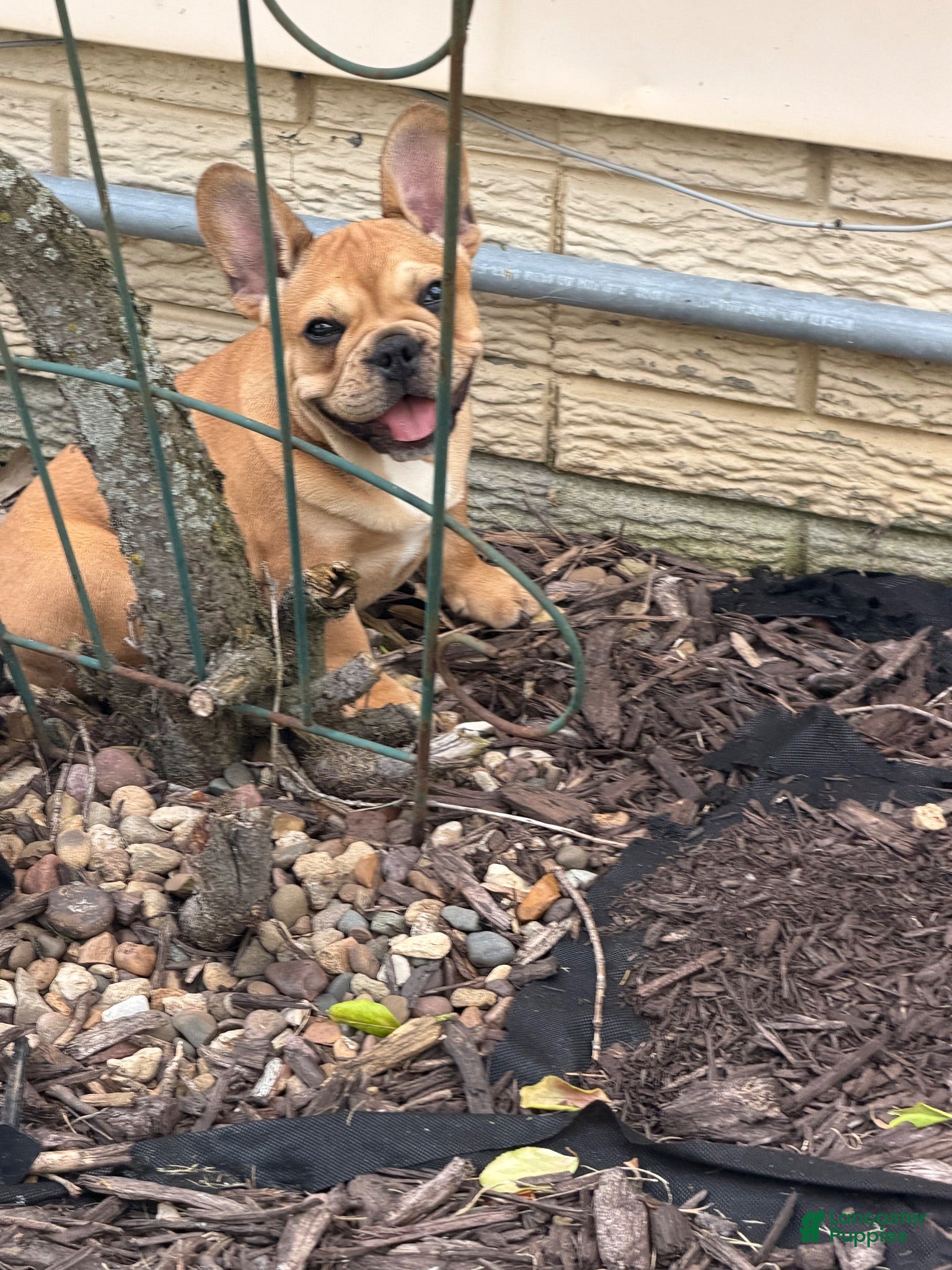 French Bulldog dogs Georgia - Ad 2