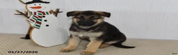 German Shepherd dogs for sale: Spike - Ad 4